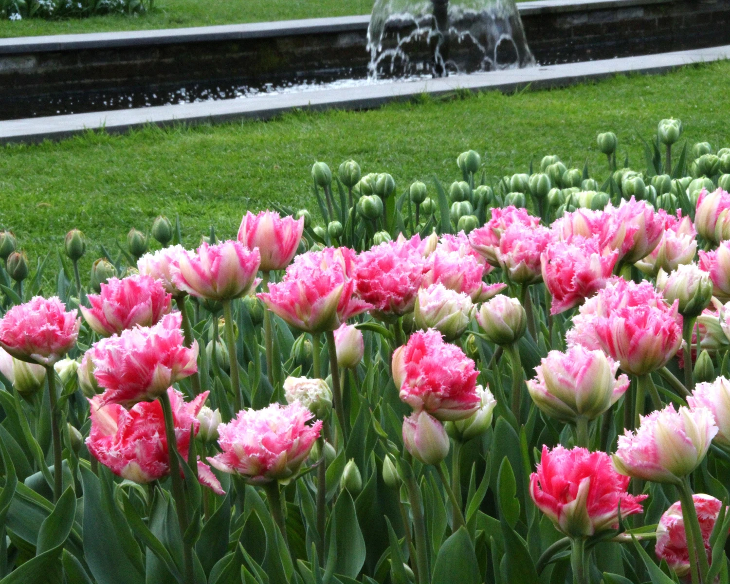 Tulip 'Cool Crystal' 4 Tulip 'Cool Crystal' - Image 2