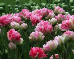 Tulip 'Cool Crystal' 10 Tulip 'Cool Crystal' -Beauty Flowers Shop tulip cool crystal 7
