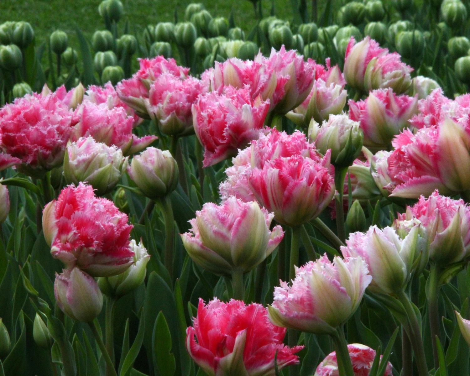 Tulip 'Cool Crystal' 5 Tulip 'Cool Crystal' - Image 3