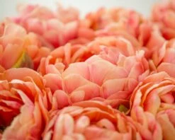 Tulip 'Copper Image' 10 Tulip 'Copper Image' -Beauty Flowers Shop tulip copper image 2