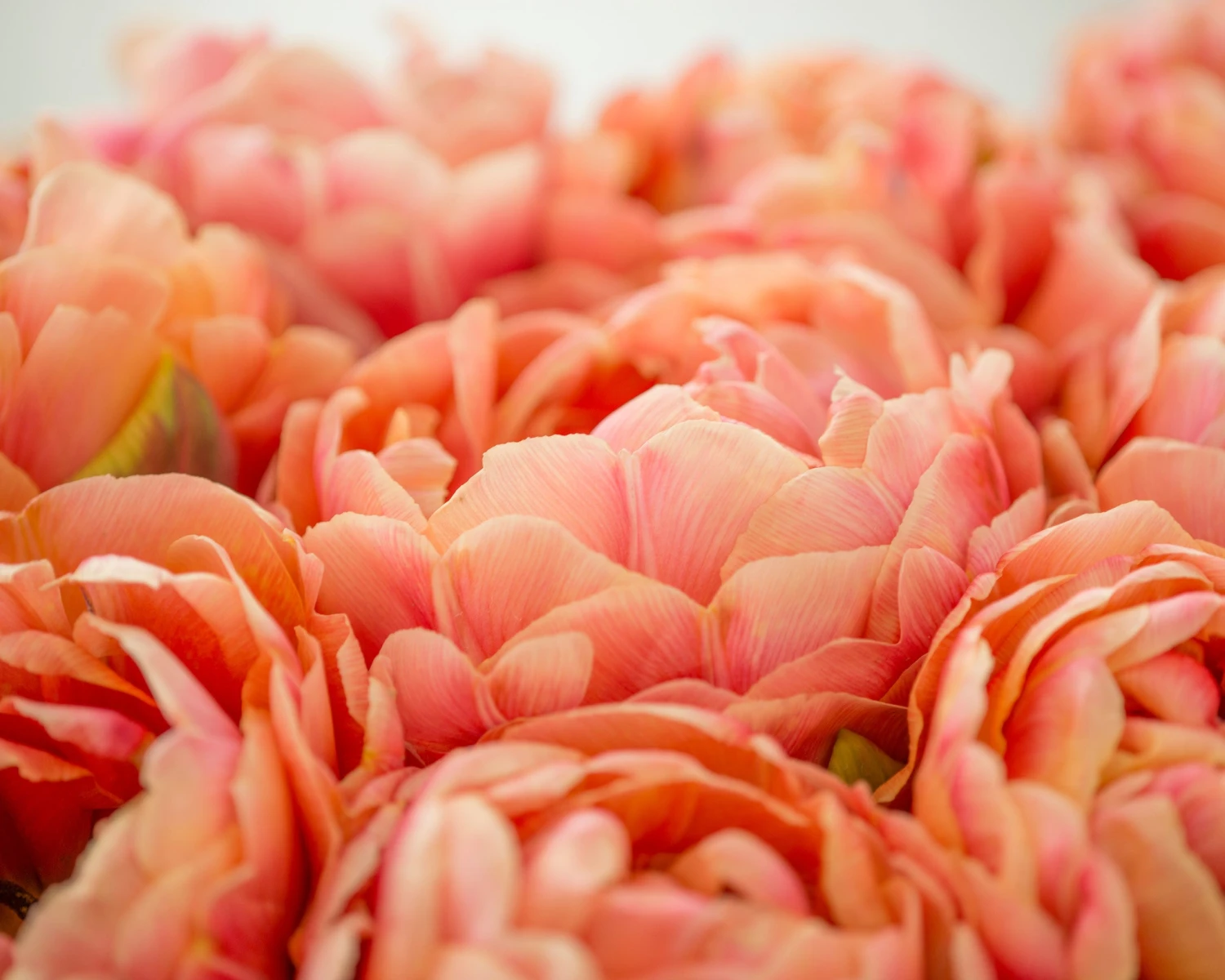 Tulip 'Copper Image' 6 Tulip 'Copper Image' - Image 4