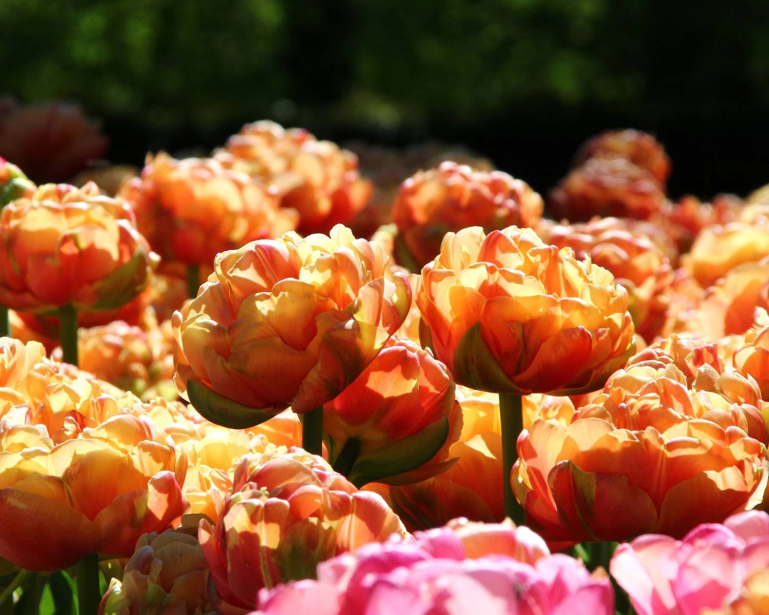 Tulip 'Copper Image' 4 Tulip 'Copper Image' - Image 2