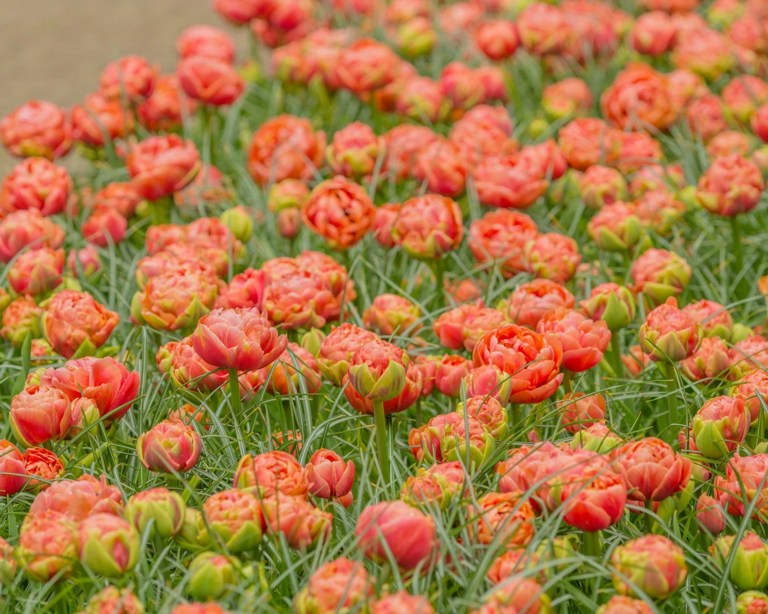 Tulip 'Copper Image' 5 Tulip 'Copper Image' - Image 3