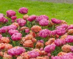 Tulip 'Copper Image' 11 Tulip 'Copper Image' -Beauty Flowers Shop tulip copper image 5