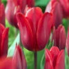 Tulip 'Couleur Cardinal' 1 Tulip 'Couleur Cardinal' -Beauty Flowers Shop tulip couleur cardinal 00
