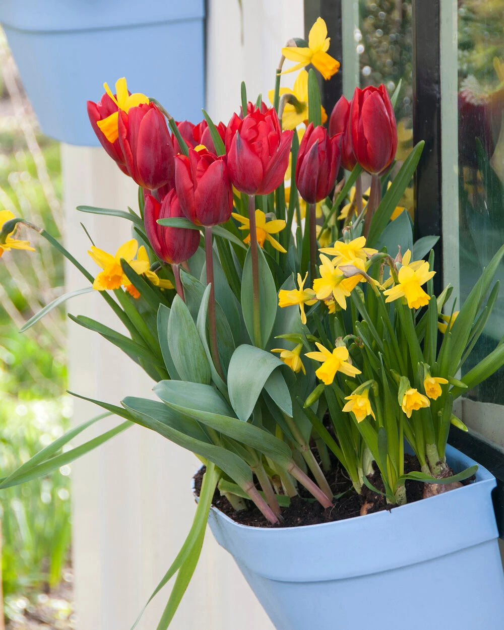 Tulip 'Couleur Cardinal' 4 Tulip 'Couleur Cardinal' - Image 2