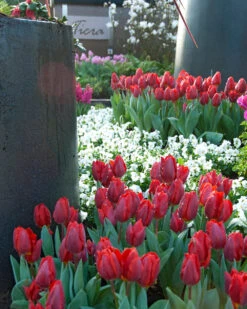 Tulip 'Couleur Cardinal' 19 Tulip 'Couleur Cardinal' -Beauty Flowers Shop tulip couleur cardinal 02