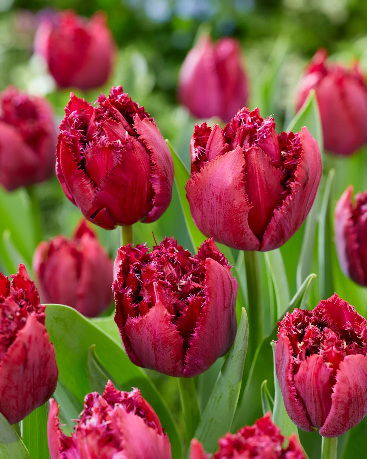 Tulip 'Cranberry Thistle' 4 Tulip 'Cranberry Thistle' - Image 2