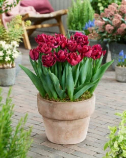 Tulip 'Cranberry Thistle' 10 Tulip 'Cranberry Thistle' -Beauty Flowers Shop tulip cranberry thistle 3