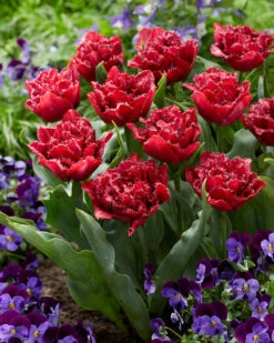 Tulip 'Cranberry Thistle' 9 Tulip 'Cranberry Thistle' -Beauty Flowers Shop tulip cranberry thistle 4