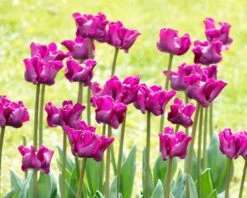 Tulip 'Crown Of Negrita' 17 Tulip 'Crown Of Negrita' -Beauty Flowers Shop tulip crown of negrita 11