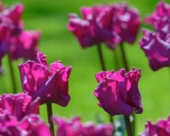 Tulip 'Crown Of Negrita' 18 Tulip 'Crown Of Negrita' -Beauty Flowers Shop tulip crown of negrita 2