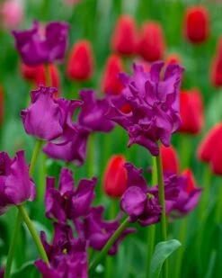 Tulip 'Crown Of Negrita' 22 Tulip 'Crown Of Negrita' -Beauty Flowers Shop tulip crown of negrita 4