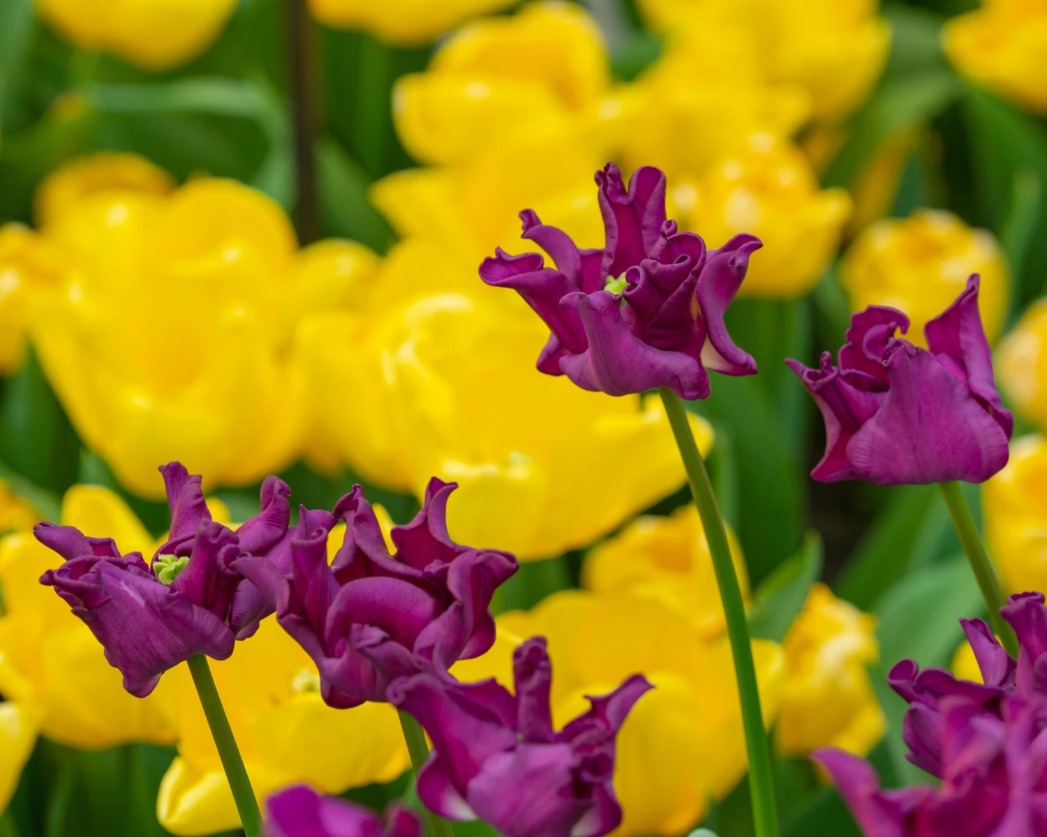 Tulip 'Crown Of Negrita' 8 Tulip 'Crown Of Negrita' - Image 6