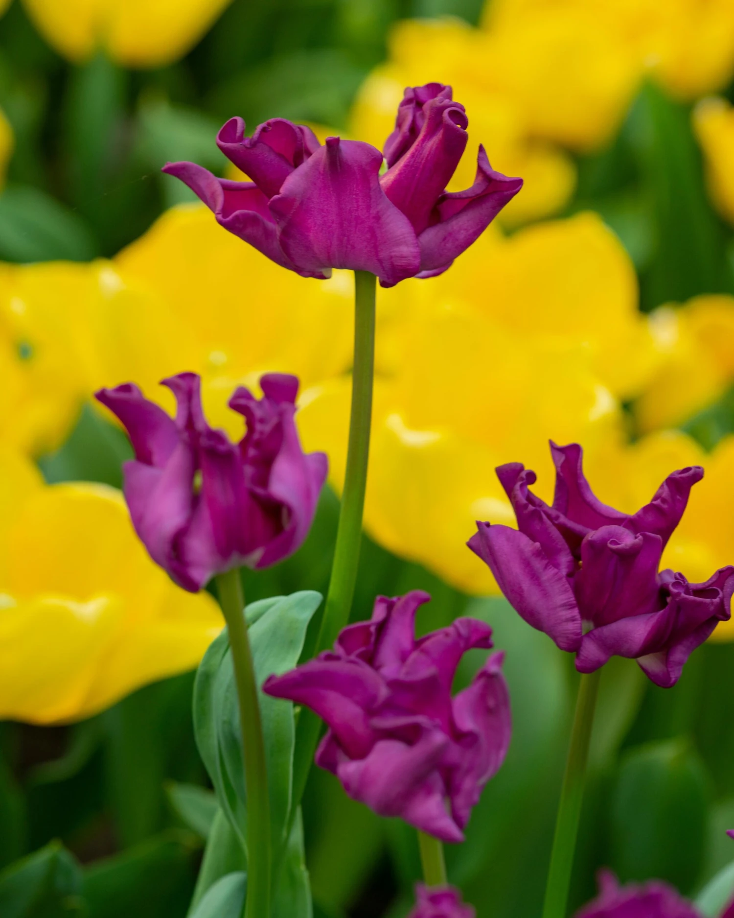 Tulip 'Crown Of Negrita' 12 Tulip 'Crown Of Negrita' - Image 10