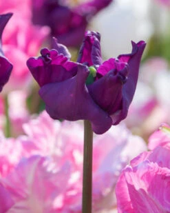 Tulip 'Crown Of Negrita' 16 Tulip 'Crown Of Negrita' -Beauty Flowers Shop tulip crown of negrita 7