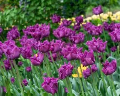 Tulip 'Crown Of Negrita' 15 Tulip 'Crown Of Negrita' -Beauty Flowers Shop tulip crown of negrita 8