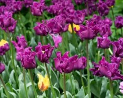Tulip 'Crown Of Negrita' 21 Tulip 'Crown Of Negrita' -Beauty Flowers Shop tulip crown of negrita 9