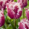Tulip 'Crunchy Cummins' 2 Tulip 'Crunchy Cummins' -Beauty Flowers Shop tulip crunchy cummins 1