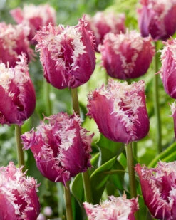 Tulip 'Crunchy Cummins' -Beauty Flowers Shop tulip crunchy cummins 2