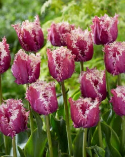 Tulip 'Crunchy Cummins' -Beauty Flowers Shop tulip crunchy cummins 3