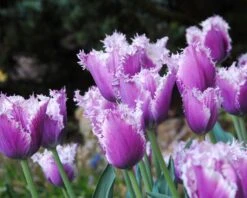 Tulip 'Cummins' 10 Tulip 'Cummins' -Beauty Flowers Shop tulip cummins 3