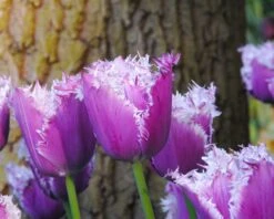 Tulip 'Cummins' 13 Tulip 'Cummins' -Beauty Flowers Shop tulip cummins 4