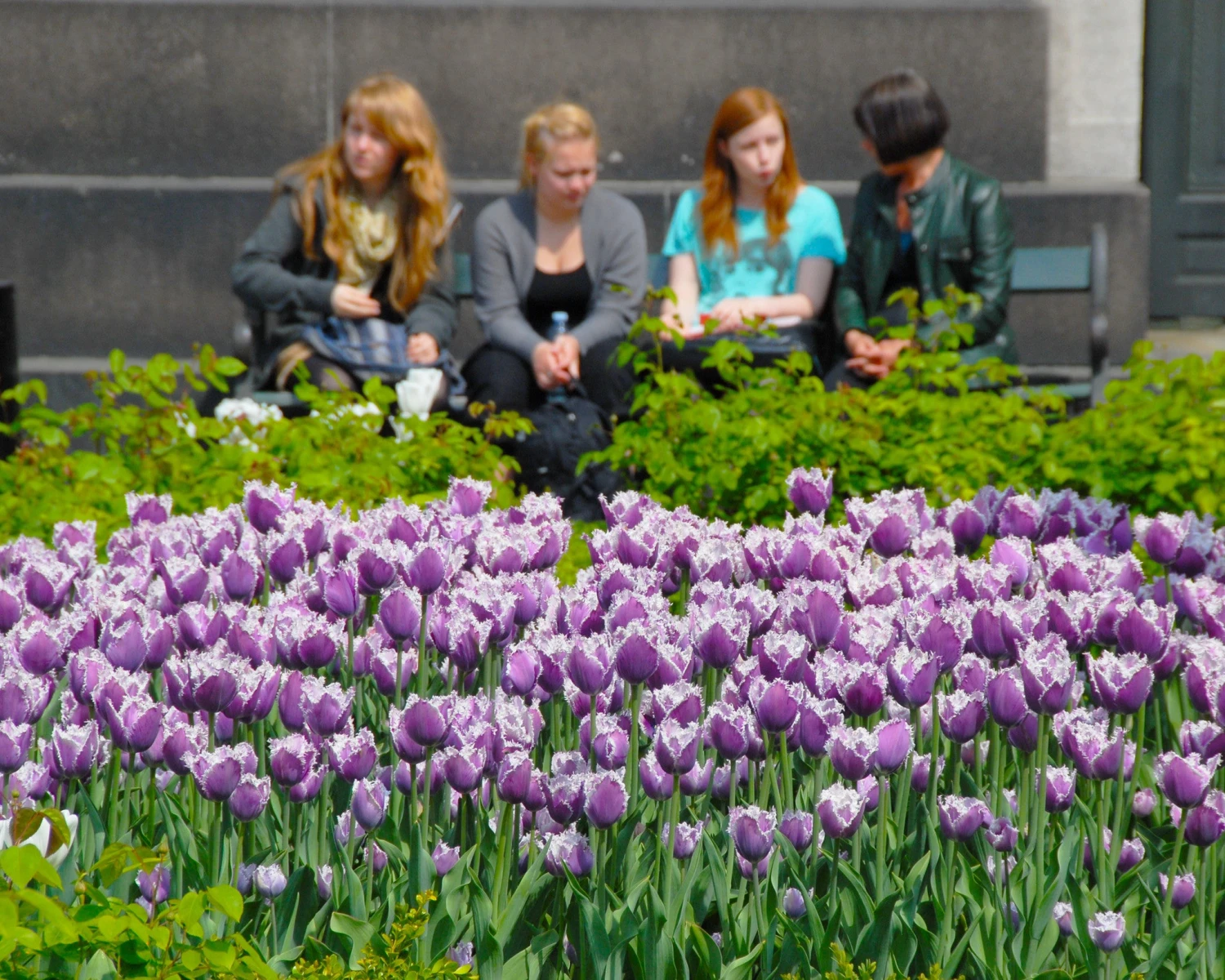 Tulip 'Cummins' 7 Tulip 'Cummins' - Image 5