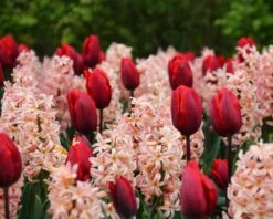 Collection 'Cupids' -Beauty Flowers Shop tulip cupid collection 4