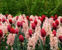 Collection 'Cupids' -Beauty Flowers Shop tulip cupid collection 5