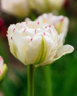 Featured Products -Beauty Flowers Shop tulip danceline 0