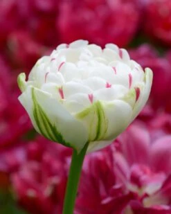Featured Products 9 Tulip 'Danceline'