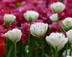 Tulip 'Danceline' 15 Tulip 'Danceline' -Beauty Flowers Shop tulip danceline 3