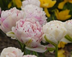 Tulip 'Danceline' 12 Tulip 'Danceline' -Beauty Flowers Shop tulip danceline 4