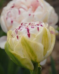 Tulip 'Danceline' 14 Tulip 'Danceline' -Beauty Flowers Shop tulip danceline 5