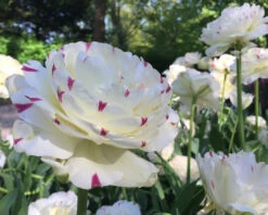 Tulip 'Danceline' 11 Tulip 'Danceline' -Beauty Flowers Shop tulip danceline 6