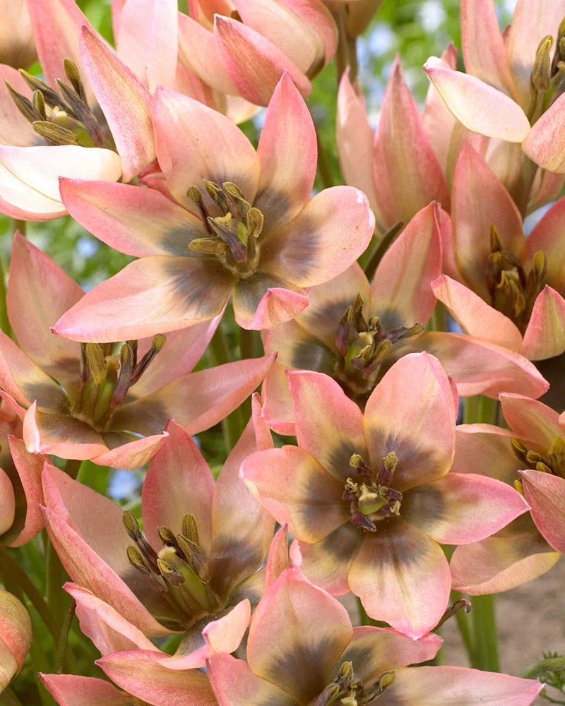 Tulip 'Danique' 3 Tulip 'Danique'