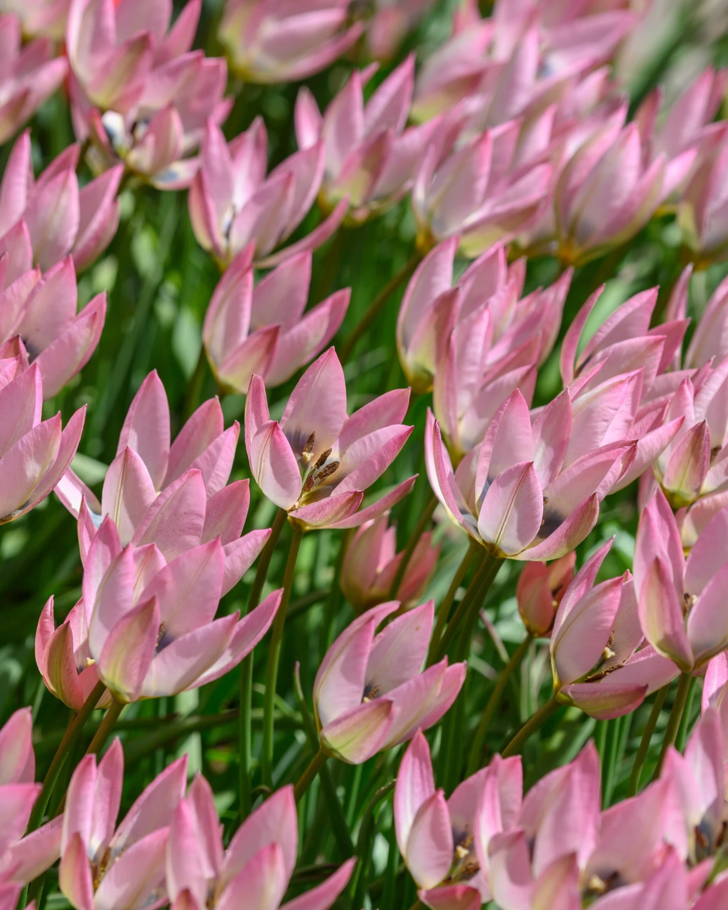 Tulip 'Danique' 4 Tulip 'Danique' - Image 2