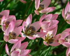 Tulip 'Danique' 14 Tulip 'Danique' -Beauty Flowers Shop tulip danique 2