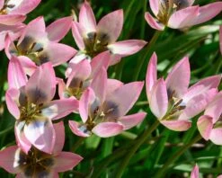 Tulip 'Danique' 12 Tulip 'Danique' -Beauty Flowers Shop tulip danique 3