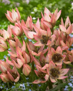 Tulip 'Danique' 13 Tulip 'Danique' -Beauty Flowers Shop tulip danique 5