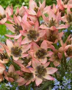 Tulip 'Danique' 15 Tulip 'Danique' -Beauty Flowers Shop tulip danique 7