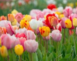 Featured Products -Beauty Flowers Shop tulip darwin mixed 3