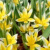 Tulip Dasystemon Tarda 2 Tulip Dasystemon Tarda -Beauty Flowers Shop tulip dasystemon tarda 00