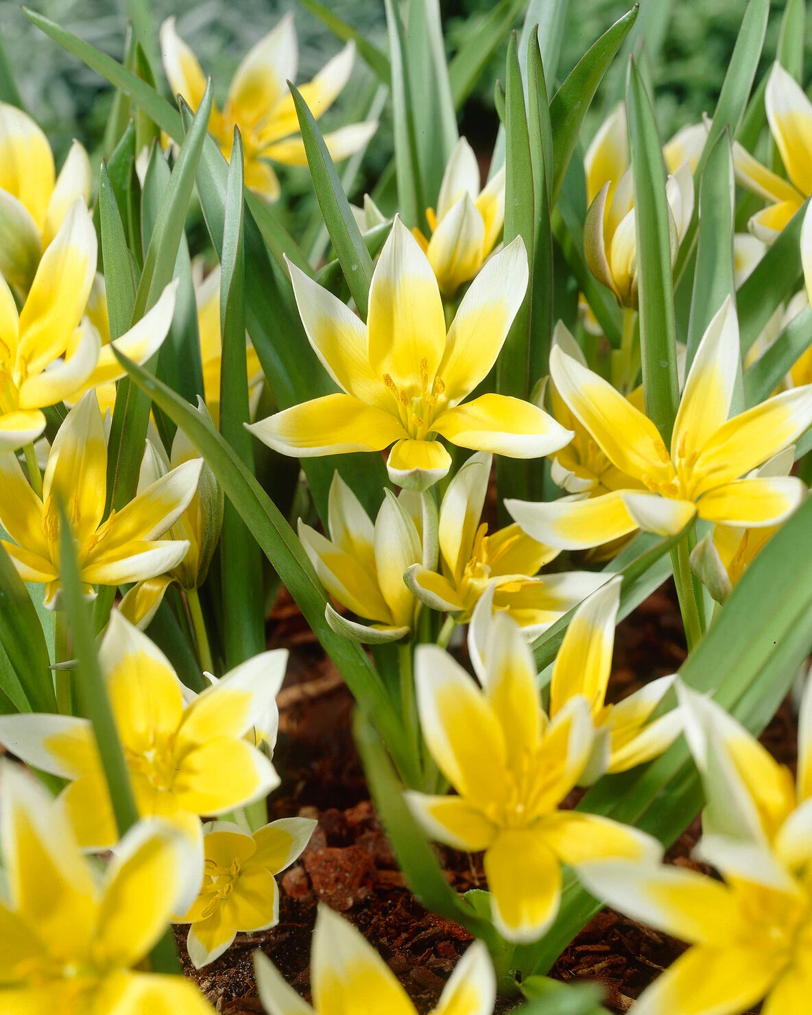 Tulip Dasystemon Tarda 3 Tulip Dasystemon Tarda