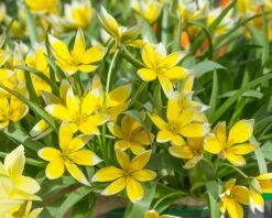 Tulip Dasystemon Tarda 8 Tulip Dasystemon Tarda -Beauty Flowers Shop tulip dasystemon tarda 2