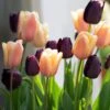 Tulip Collection 'Night & Day' -Beauty Flowers Shop tulip day night collection 00