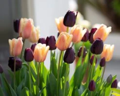 Tulip Collection 'Night & Day' 13 Tulip Collection 'Night & Day' -Beauty Flowers Shop tulip day night collection 01