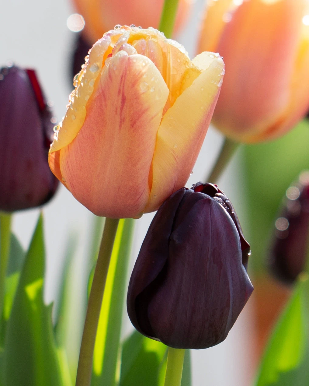 Tulip Collection 'Night & Day' 4 Tulip Collection 'Night & Day' - Image 2