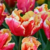 Tulip 'Dee Jay Parrot' 1 Tulip 'Dee Jay Parrot' -Beauty Flowers Shop tulip dee jay parrot 00